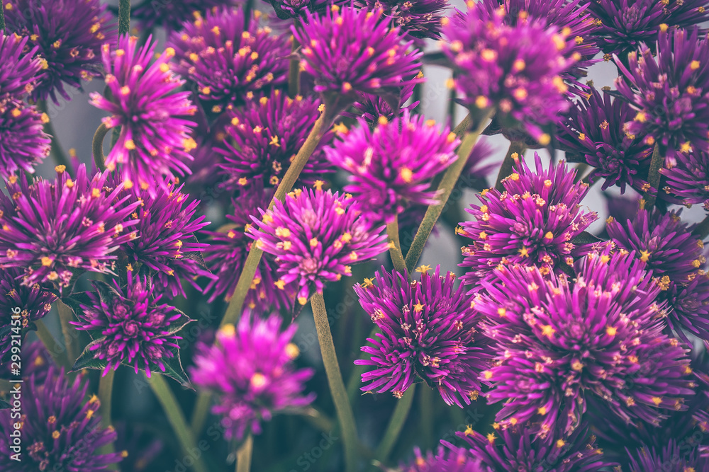 Lilac autumn flowers, soft focus. Bright autumn flower background. Purple flowers closeup. Lilac autumn flowers, soft focus. Bright autumn flower background. Purple flowers closeup.