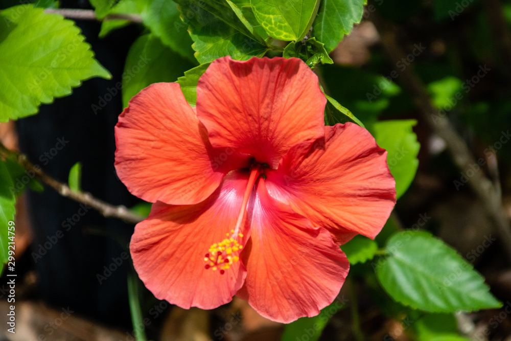 Hibiscus Hibiscus