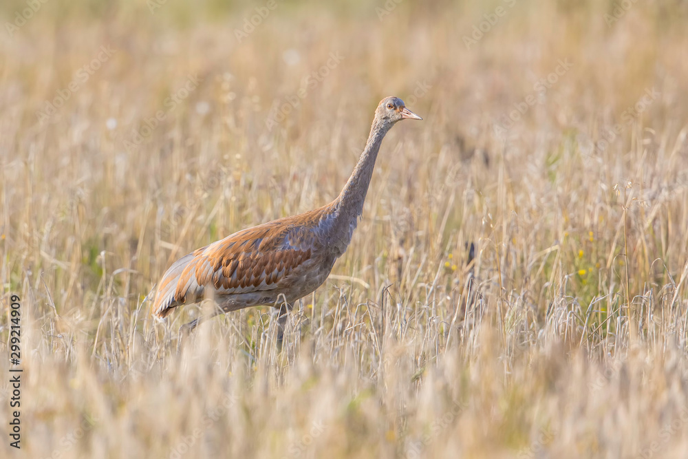 Sandhill Crane in a Barley Field Sandhill Crane in a Barley Field