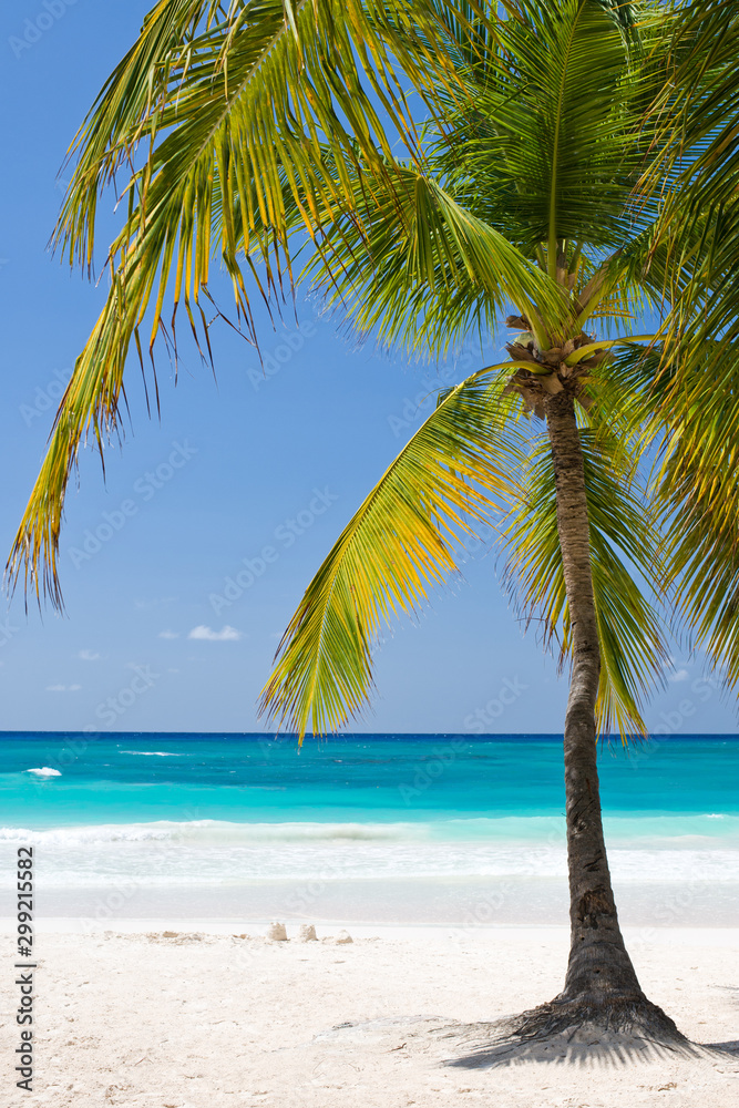 Palm Beach In Tropical Idyllic Paradise Island - Caribbean - Dominican Republic Punta Cana