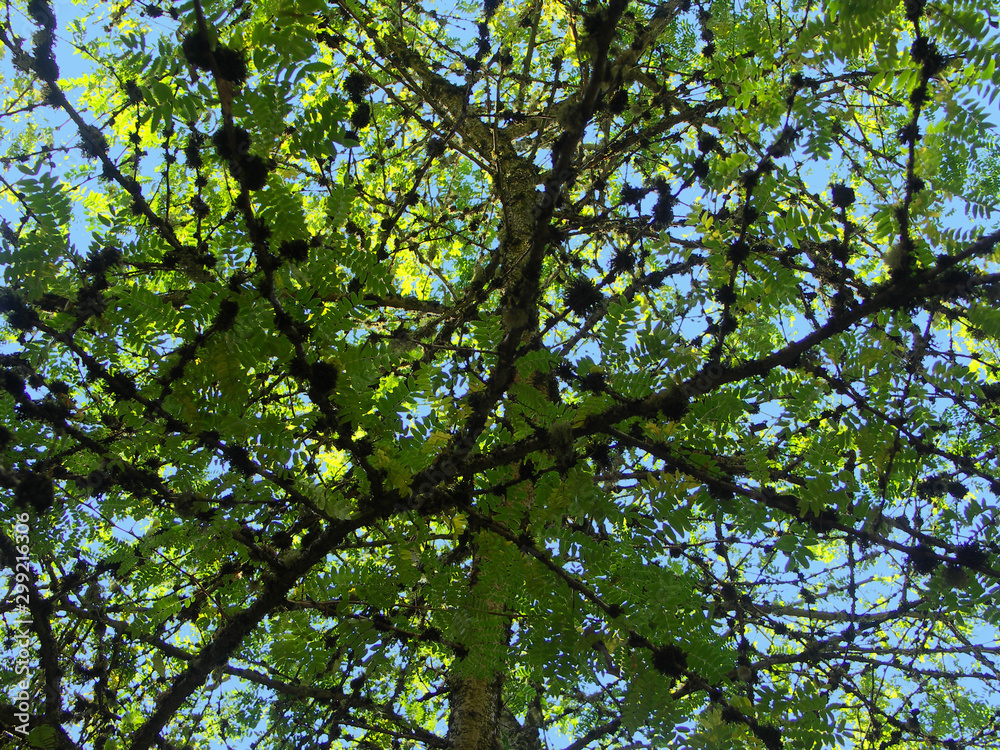 Fototapeta premium Tree Branches