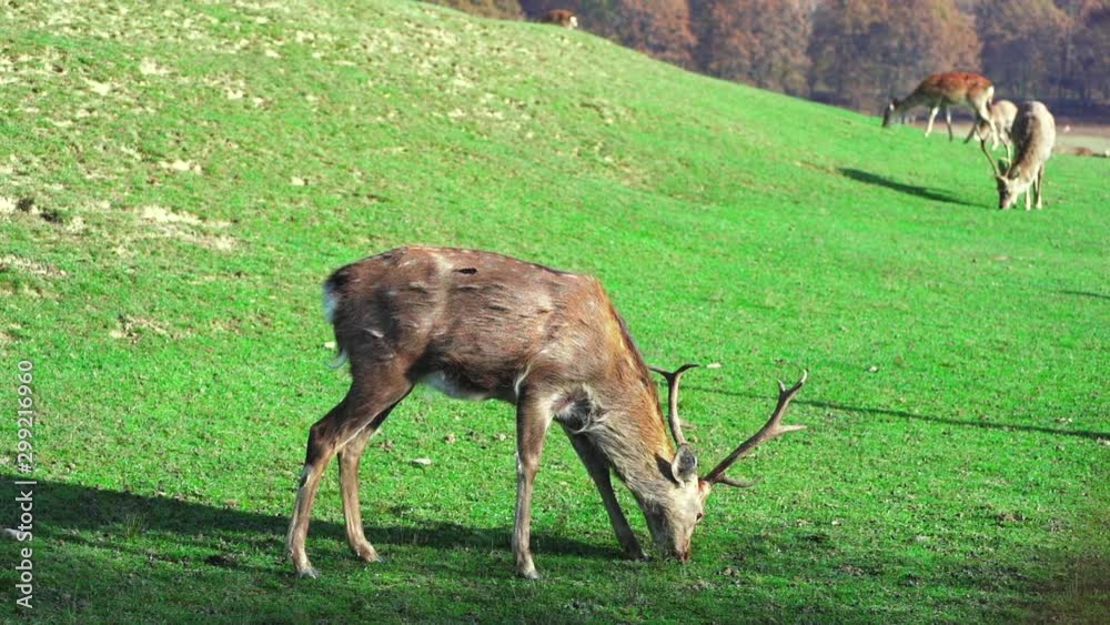 Young deer graze on green lawn, spring season. Cute animals on the farm. Slow motion. Young deer graze on green lawn, spring season. Cute animals on the farm. Slow motion.