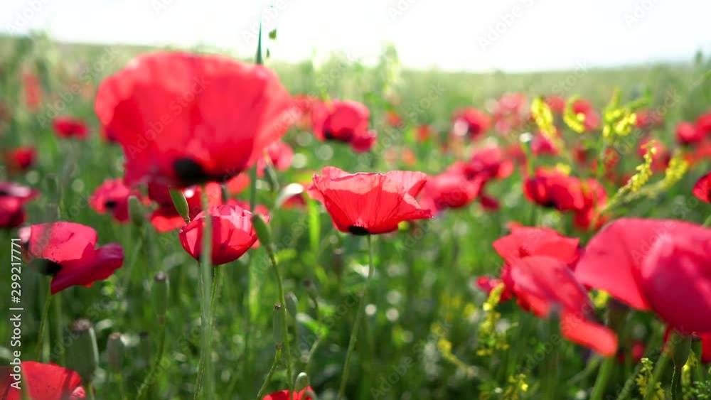 Fields of blooming poppy. Fields and hills are covered with a carpet of wild flowers. Summer 2019, Eastern Georgia, near the town of Gori. Sunset Fields of blooming poppy. Fields and hills are covered with a carpet of wild flowers. Summer 2019, Eastern Georgia, near the town of Gori. Sunset