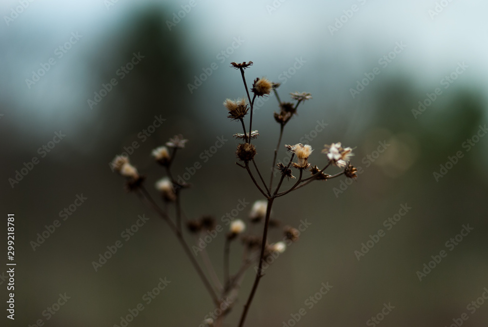 Dead Seed Head Dead Seed Head