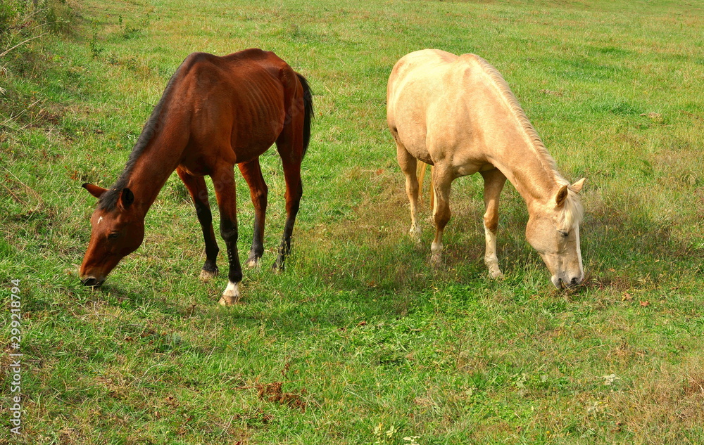 A Palomino horse and her stablemate, a Bay horse, graze side by side in a lush pasture A Palomino horse and her stablemate, a Bay horse, graze side by side in a lush pasture