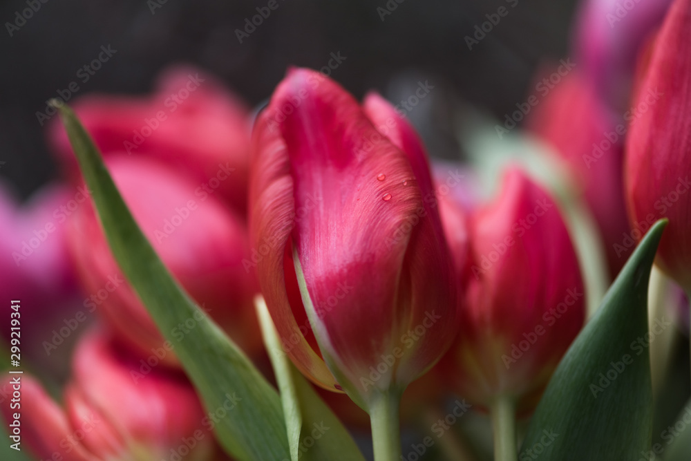 vibrant red tulips with water drops, soft dreamy bokeh and shallow depth of field