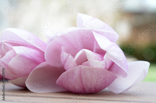 magnolia flowers