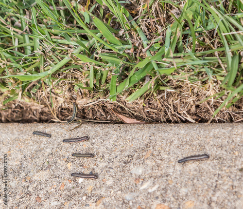 Army Worms Scurry on Sidewalk: Army worms on a military base escape to the sidewalk after lawn is treated with insecticides.