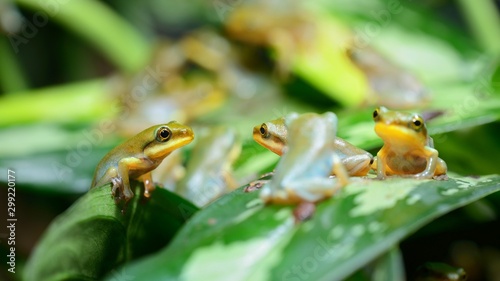 Young Chinese flying frog Rhacophorus dennysii after metamorphose photo