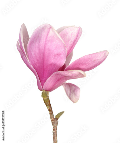 pink magnolia flower