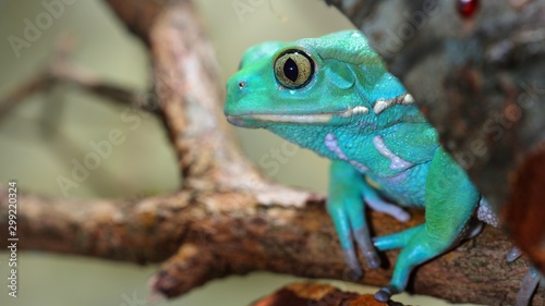 Waxy monkey leaf frog Phyllomedusa sauvagii photo