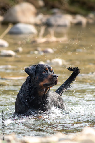 Rottweiler Pet Dog having fun in the river fetching and playing in the water