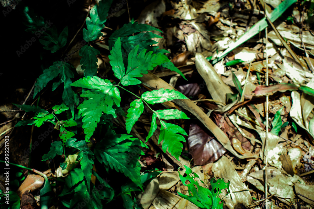 Green leaf texture background, tropical leave foliage are shaped like tiny spikes, leaves in tropical forest, green concept. Green leaf texture background, tropical leave foliage are shaped like tiny spikes, leaves in tropical forest, green concept.