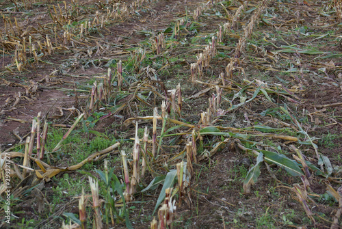 Abgeerntetes Maisfeld mit aus dem Boden ragenden Stängeln