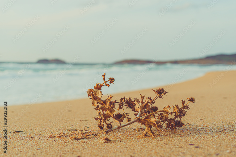 Obraz premium dry plant on the sand of a deserted and wild beach that evokes melancholy