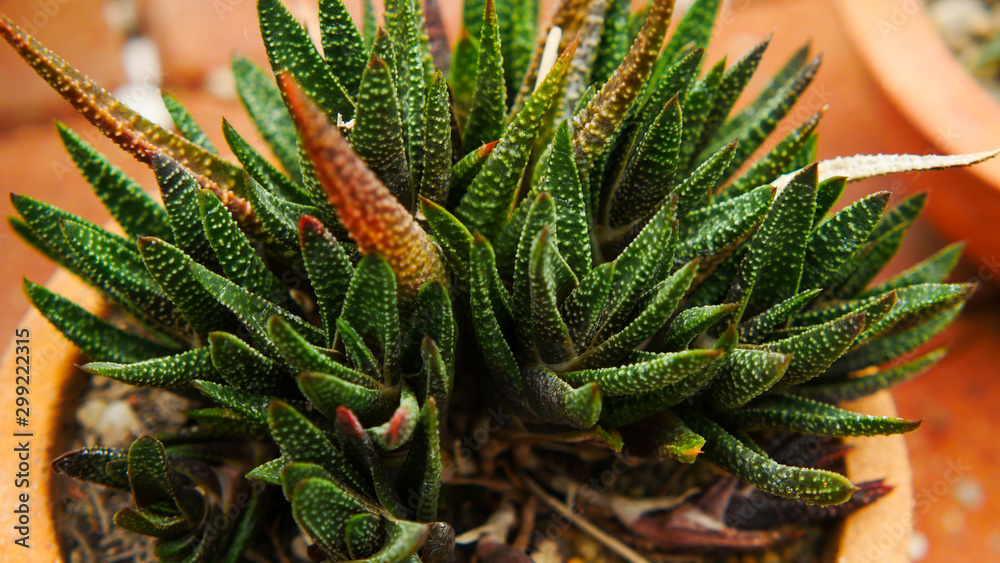 Obraz premium cactus