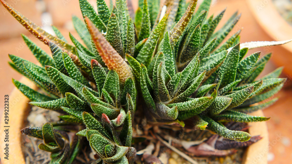 Obraz premium cactus