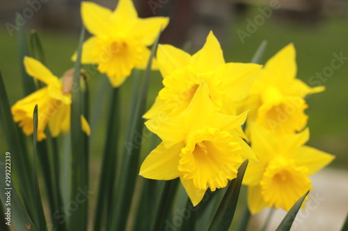 garden full of freshly blooming bright yellow daffodils, spring time flowers in a home garden bed, Australia