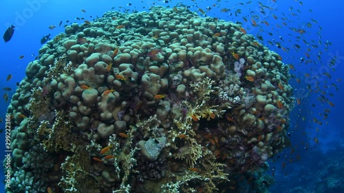 Top of the coral pinnacle covered by probably 
Pavona clavus coral and branching fire corals, surrounded by a cloud of smaller reef fishes, St. Johns, Egypt photo