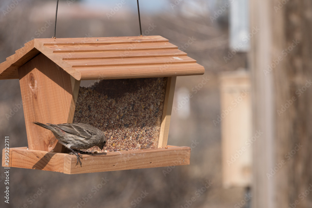 Naklejka premium A female House Finch having a meal in New mexico.