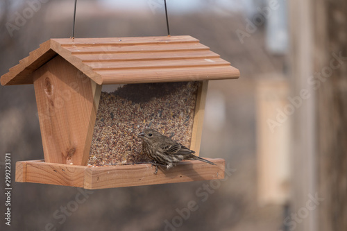 A Burrica Mexicana (House Finch) at our Feeder.