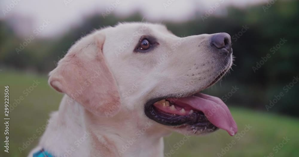 Close up side view slow motion of one white Labrador dog portrait standing and looking focus outdoor in the park at twilight adorable Dog smile face cute pet close up clips sweet dog such a cute dog Close up side view slow motion of one white Labrador dog portrait standing and looking focus outdoor in the park at twilight adorable Dog smile face cute pet close up clips sweet dog such a cute dog