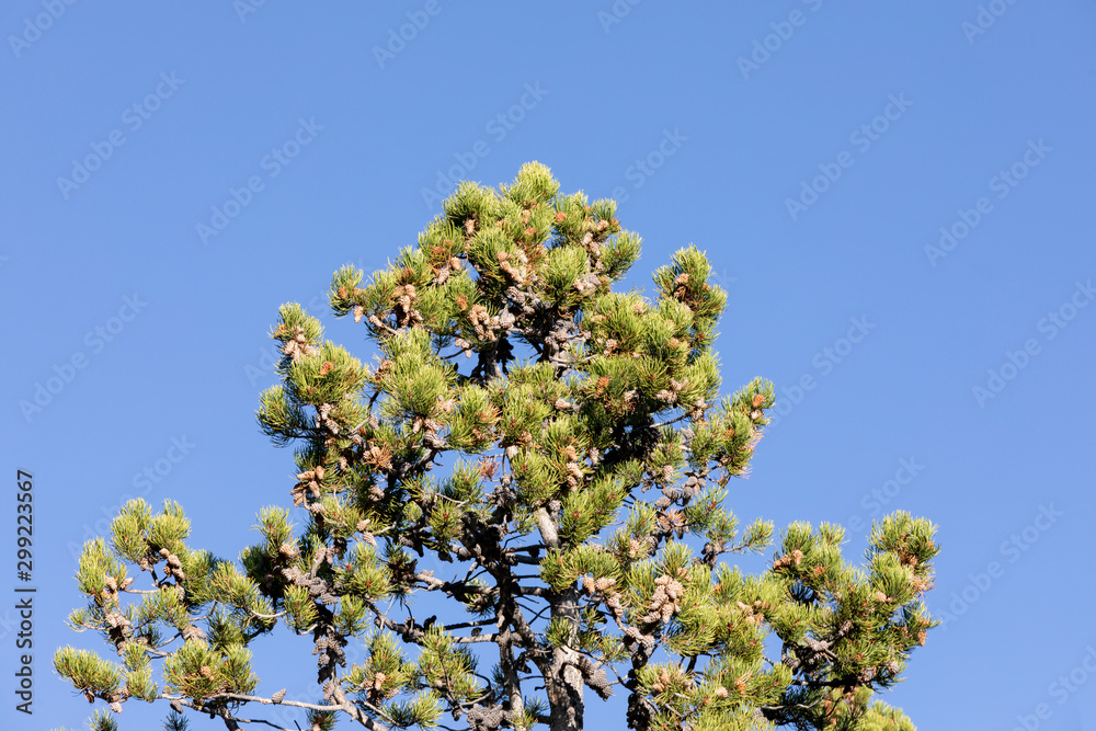 Pine cones covered in sap in Colorado Pine cones covered in sap in Colorado