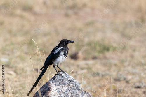 Beautiful Magpie in Rocky Mountain National park  © Dennis Donohue