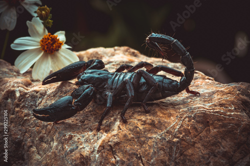 A black scorpion in nature wildlife live stone on big stone at forest.