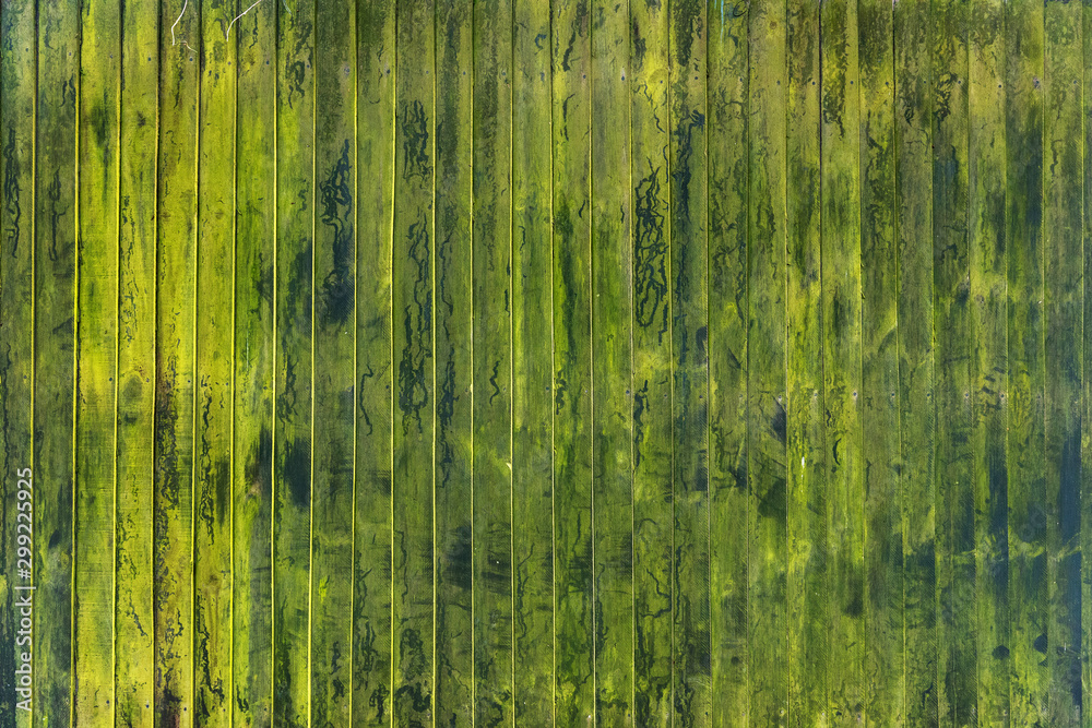 Mossy wooden background for design Mossy wooden background for design