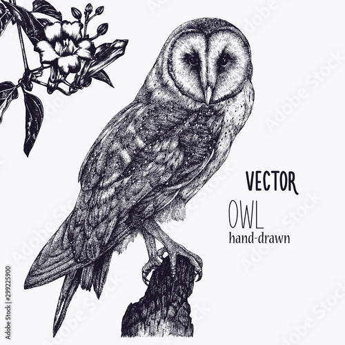 Vector hand drawn ink pen illustration. Barn Owl sitting on a tree stump. Flower decoration in the corner. One color design. Isolated image. Sketch artwork