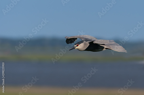 A Black-crowned Night Heron flying over the marsh.