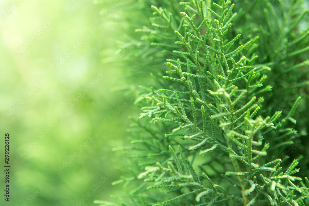 Close up of Orientali Arborvitae on background blurred Close up of Orientali Arborvitae on background blurred