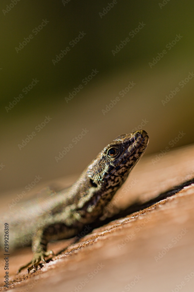 Naklejka premium Nature