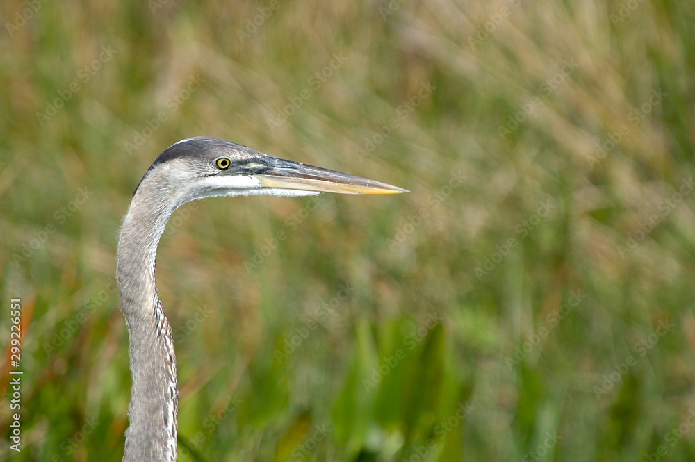 Close up (blurred background) of the head of a great blue heron (Ardea herodias) along Anhinga Trail in Everglades National Park, Florida, USA Close up (blurred background) of the head of a great blue heron (Ardea herodias) along Anhinga Trail in Everglades National Park, Florida, USA