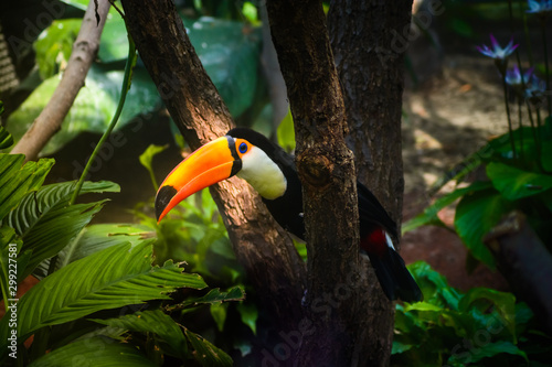 Colorful toucan bird of the amazonian forest