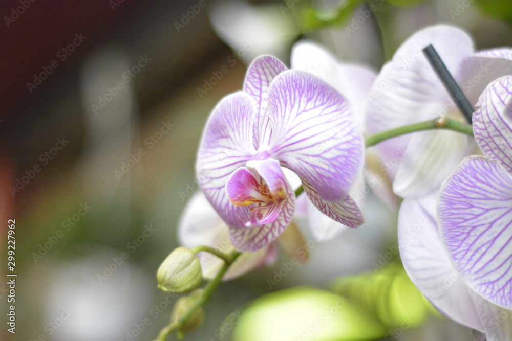 Obraz premium colombia orchid