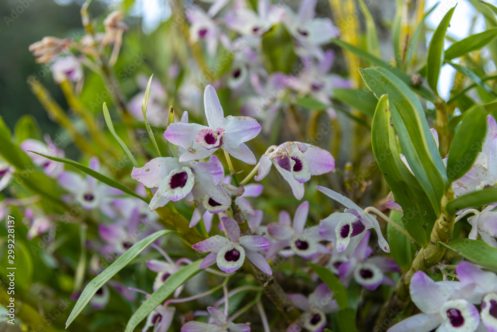 Obraz premium Tropical Flowers of Winter Season: Orchids 02