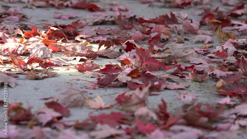 4K_Autumn stock footage video capturing light, colors, and motion. 11 sec. video capturing small movements of sunlight shining on fallen red leaves on a concrete sidewalk. photo