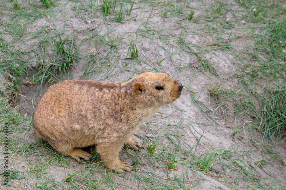 Himalayan marmot between pangong lake,india Himalayan marmot between pangong lake,india