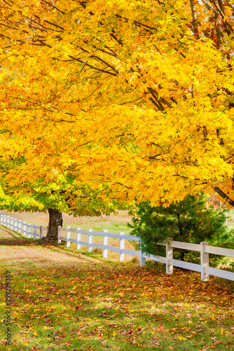 Golden autumn maple trees along a white fence in New England