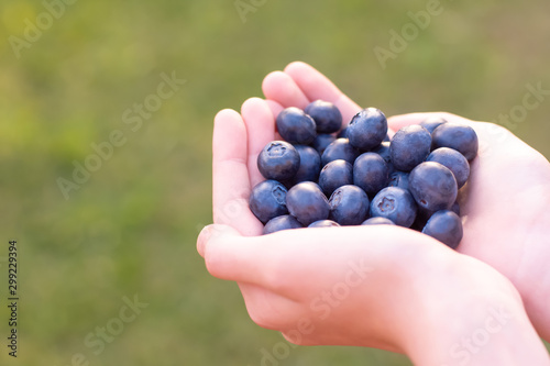 Hands holding handfull of fresh ripe superfood blueberries on a green background