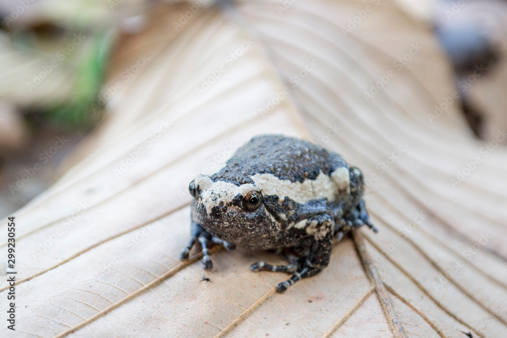 Obraz premium Black and white Bullfrog on a dry leaf, Bullfrog in winter