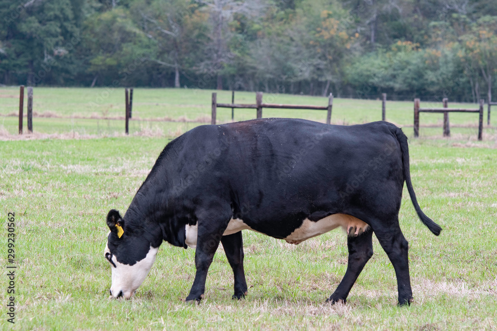 Black baldy grazing in early autumn field Black baldy grazing in early autumn field