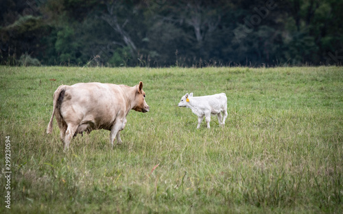 White Charolais cow walking toward calf