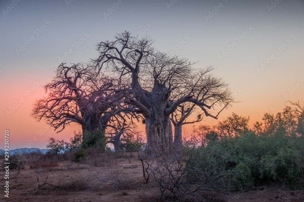 African sunset landscape with silhouetted baobab trees image in horizontal format with copy space