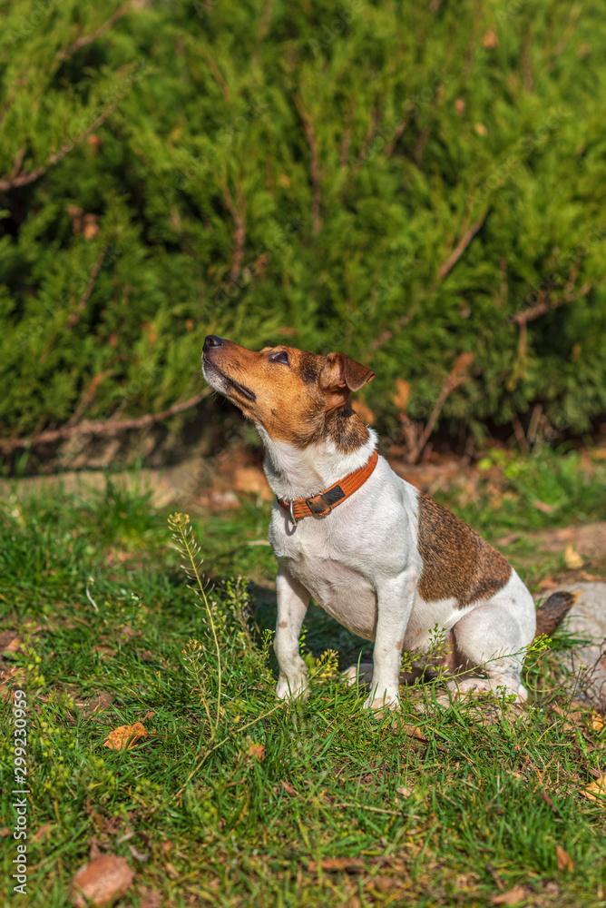 Jack Russell Terrier for a walk in the autumn park. Jack Russell Terrier for a walk in the autumn park.