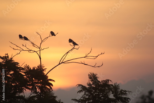 Collection of Birds Perched on Tree Branches in the Evening Towards Sunset