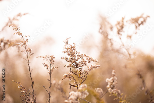 Soft fall grasslands against a white sky © Merry