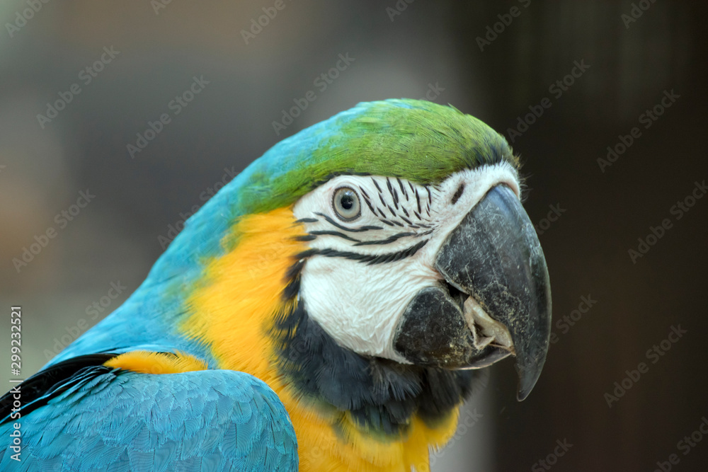 this is a side view of a blue and gold  macaw eating